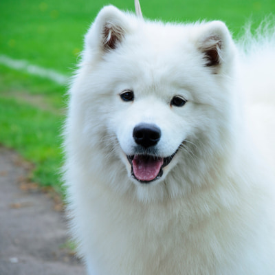 犬