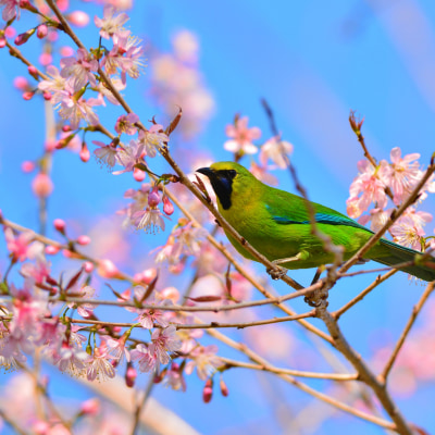 鳥