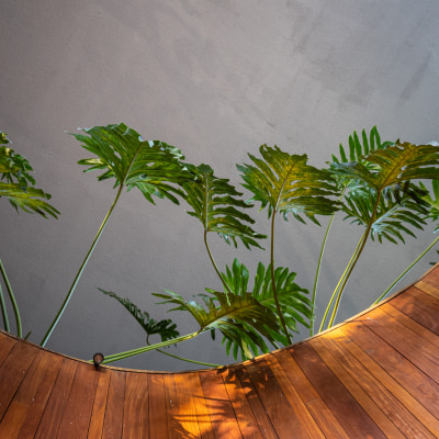植物