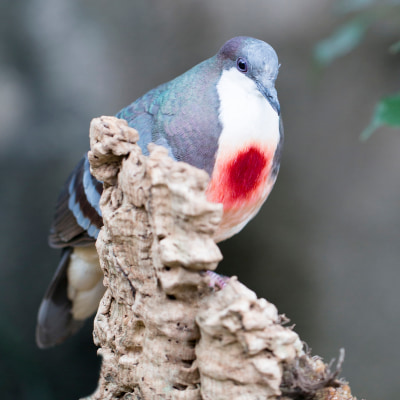 鳥