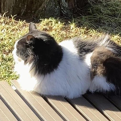 あべまずき-icon