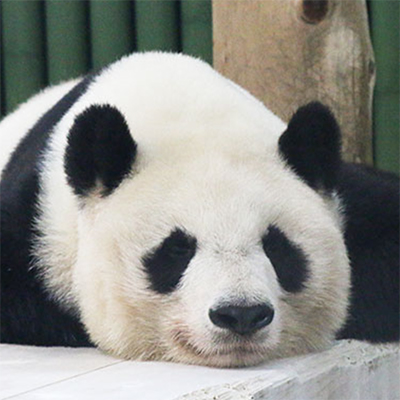 rinoyuzu-icon