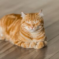 J:COM光NETキャッシュバック口コミ4