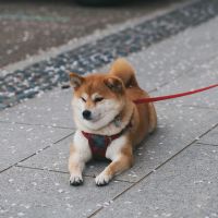 ahamo光サポート口コミ3