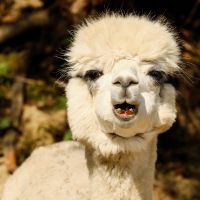 auひかりエリア口コミ3