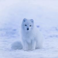 auひかりエリア口コミ1