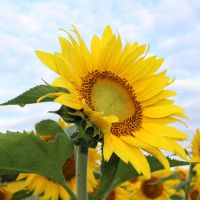 auひかり月額料金口コミ4