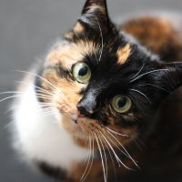 ドコモ光おすすめ口コミ5