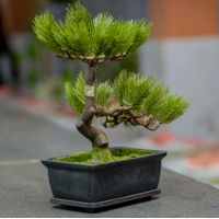 IIJmio月額料金口コミ4