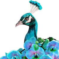 楽天ひかりおすすめ口コミ6