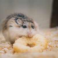 ソフトバンク光回線速度口コミ4