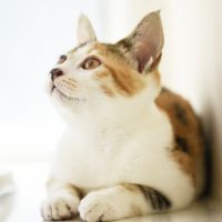 とくとくBB光口コミ5