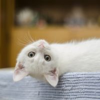 ビッグローブ光月額料金口コミ4