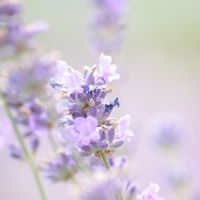 ビッグローブ光月額料金口コミ2