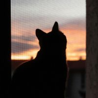 NURO光キャンペーン口コミ4