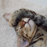 BBIQ光月額料金口コミ4