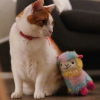 BBIQ光サポート口コミ1