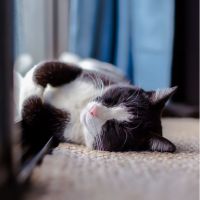 コミュファ光サポート口コミ3