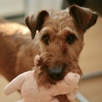 DTI光キャンペーン口コミ1