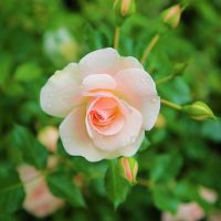 DTI光プロバイダ口コミ3