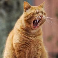 enひかり回線速度口コミ3