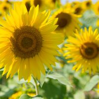 eo光プロバイダ口コミ4