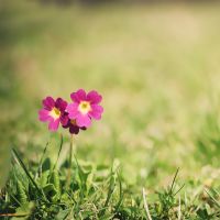 eo光サポート口コミ1