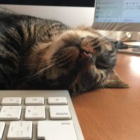 Fon光月額料金口コミ1