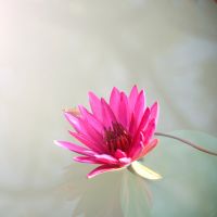 GameWith光キャンペーン口コミ4