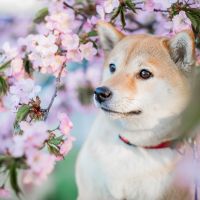 メガエッグ光月額料金口コミ1