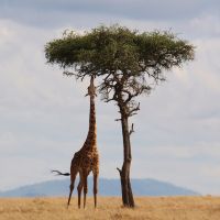 メガエッグ光サポート口コミ4