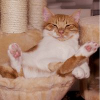 @nifty光キャンペーン口コミ3