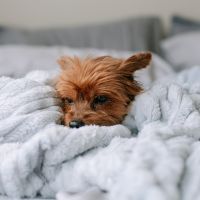 おてがる光プロバイダ口コミ1