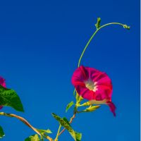 とくとくBB光キャンペーン口コミ2