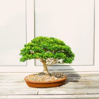 とくとくBB光月額料金口コミ3