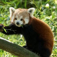 独自回線au口コミアイコン6