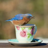 Fon光悪い口コミ1