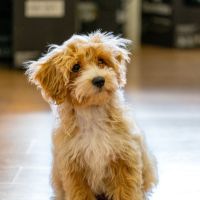 独自回線J:COM 光口コミアイコン6