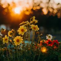 独自回線NURO光口コミアイコン4