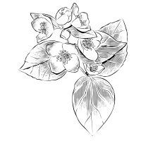 独自回線NURO光口コミアイコン5