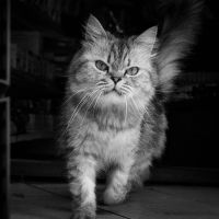 独自回線NURO光口コミアイコン2