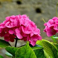 ピカラ光良い口コミ3