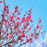 auホームルーターキャンペーン口コミ2