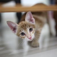 auホームルーター端末口コミ1