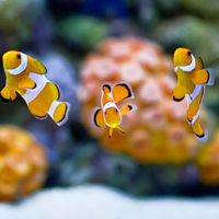 home 5Gキャンペーン口コミ2