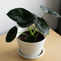 home 5G通信速度口コミ2