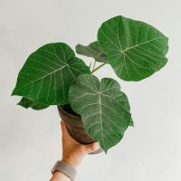 カシモWiMAX月額料金口コミ1