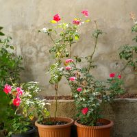 モバレコAirキャンペーン口コミ1