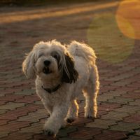 モバレコAirサポート口コミ2