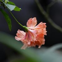 楽天ターボキャンペーン口コミ2